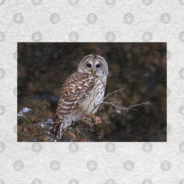 Barred Owl - Kanata by Jim Cumming